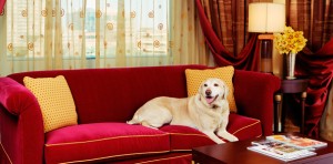 Kimpton Hotels - Bark and Bath
